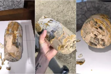 Vedran je prvo naletio na mamutov zub, sada u Dravi pronašao kljovu: 'Virio je iz šljunka'