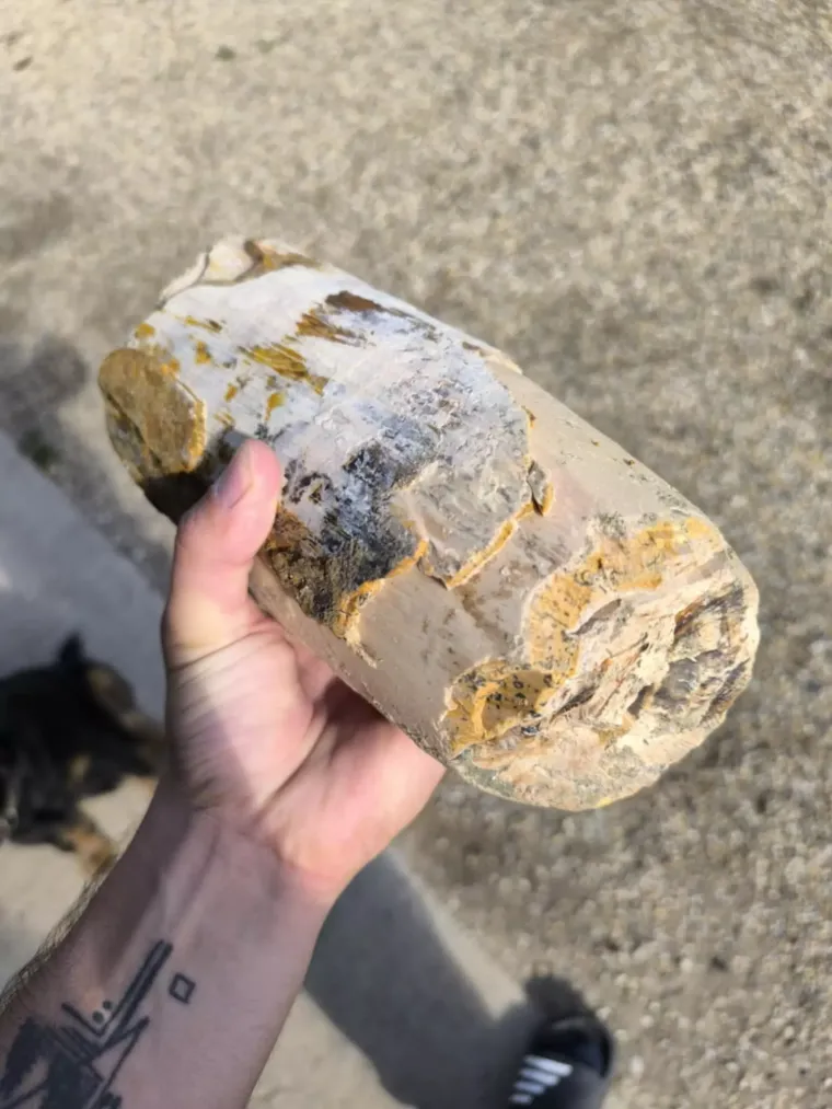 Vedran je prvo naletio na mamutov zub, sada u Dravi pronašao kljovu: 'Virio je iz šljunka'