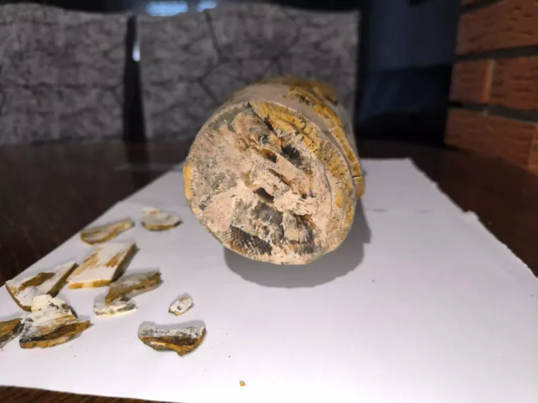 Vedran je prvo naletio na mamutov zub, sada u Dravi pronašao kljovu: 'Virio je iz šljunka'