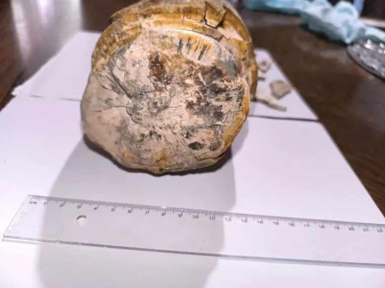 Vedran je prvo naletio na mamutov zub, sada u Dravi pronašao kljovu: 'Virio je iz šljunka'