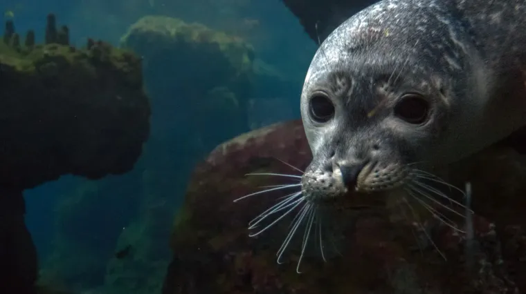 [KVIZ] Koliko znaš o sredozemnoj medvjedici?