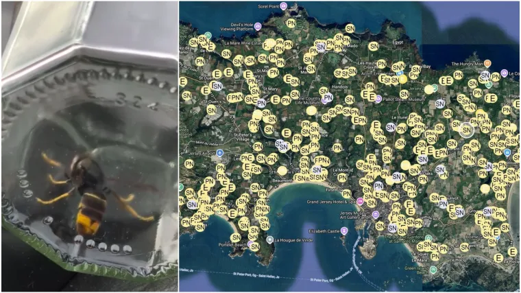 Stručnjaci upozoravaju na opasnost: Invazija stršljena širi se Europom, veliki problem kod susjeda