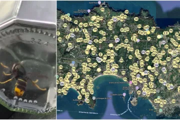 Stručnjaci upozoravaju na opasnost: Invazija stršljena širi se Europom, veliki problem kod susjeda