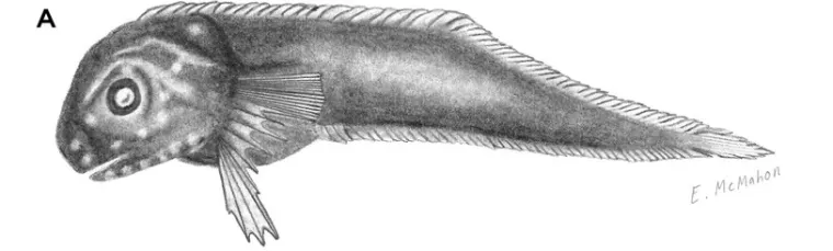 Otkriveno novo čudesno stvorenje: Preslatka riba s osmijehom od uha do uha sve očarala