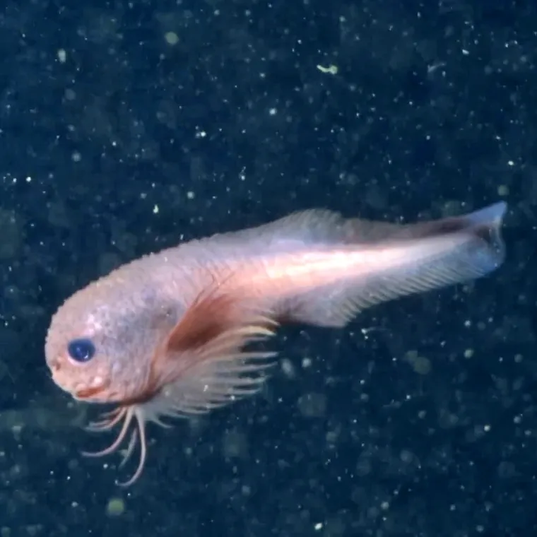 Otkriveno novo čudesno stvorenje: Preslatka riba s osmijehom od uha do uha sve očarala