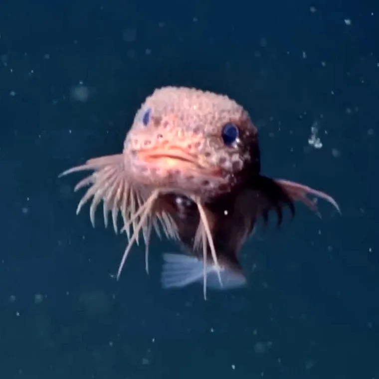 Otkriveno novo čudesno stvorenje: Preslatka riba s osmijehom od uha do uha sve očarala