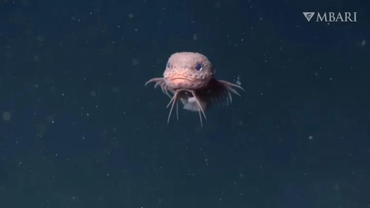 Otkriveno novo čudesno stvorenje: Preslatka riba s osmijehom od uha do uha sve očarala