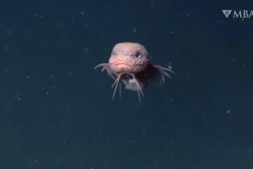 Otkriveno novo čudesno stvorenje: Preslatka riba s osmijehom od uha do uha sve očarala