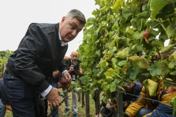 Pogledajte Milanovića u berbi grožđa na Plešivici: Ako ikad napusti politiku...