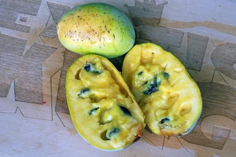 Sve je spremno za Šesti festival indijanskih banana u Gornjoj Bistri 12.i 13. rujna