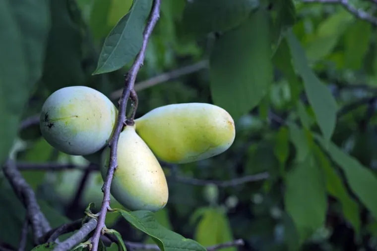 Sve je spremno za Šesti festival indijanskih banana u Gornjoj Bistri 12.i 13. rujna