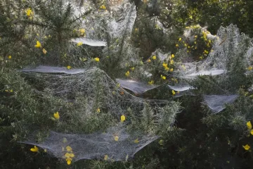 Jedna od najvećih misterija prirode događa se upravo sada: Evo zašto dolazi do ove zagonetne pojave