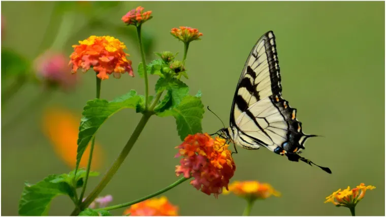[KVIZ] Jesi li pravi stručnjak o leptirima?