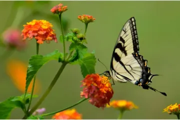 [KVIZ] Jesi li pravi stručnjak o leptirima?