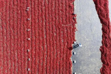 Znate li što je ovo? Crvene su i od njih vam 'gore uši': Donosimo fotografije, iznenadit će vas