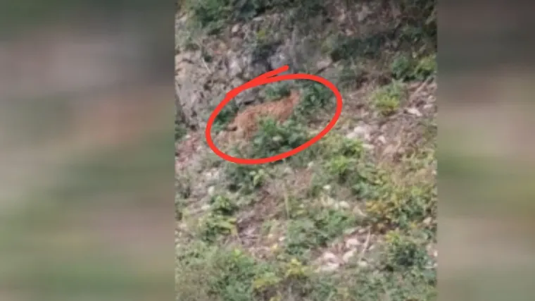 Šetao cestom pa se dao u bijeg: Rijetka divlja zvijer kod Delnica priredila prizor za pamćenje