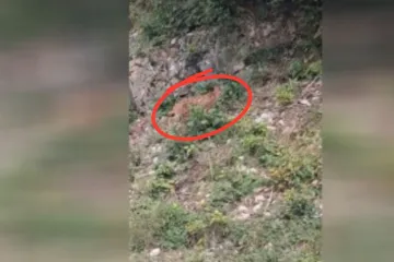 Šetao cestom pa se dao u bijeg: Rijetka divlja zvijer kod Delnica priredila prizor za pamćenje