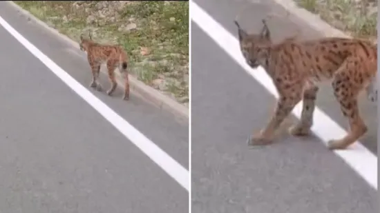 Snimio divlju zvijer pa dao hit izjavu: 'Žena bi pitala tko je to bio...'