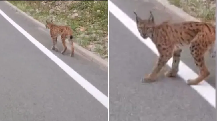 Snimio divlju zvijer pa dao hit izjavu: 'Žena bi pitala tko je to bio...'