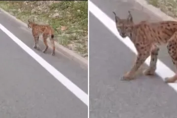 Snimio divlju zvijer pa dao hit izjavu: 'Žena bi pitala tko je to bio...'