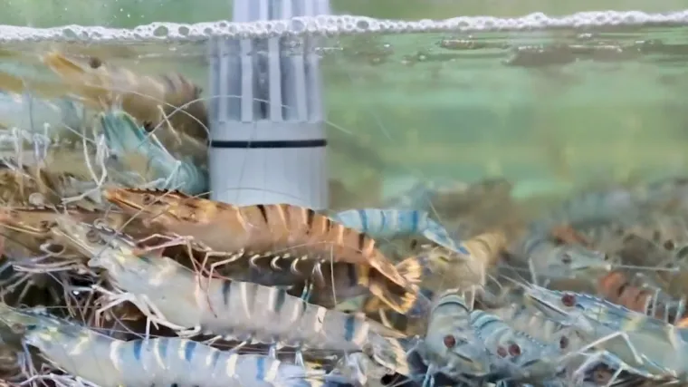 Pazite ovo! Znanstvenici su se bome iznenadili kada su u škampima pronašli kokain - i to u svakom