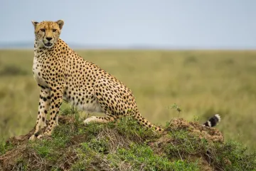 [KVIZ] Jesi li pravi poznavatelj životinjskih rekorda?