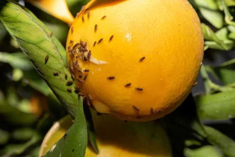 Jednostavna metoda protiv najezde voćnih mušica: Sve što vam treba već imate kod kuće