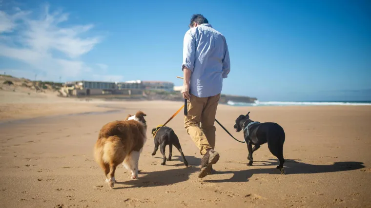 'Klonite se pasa koji su na ovakvim povodcima': Dreser objasnio zašto je to važno