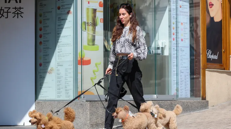 Prizor iz centra Zagreba oduševio: Ljepotica i tri razigrane pudlice prolaznicima uljepšale dan