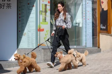 Prizor iz centra Zagreba oduševio: Ljepotica i tri razigrane pudlice prolaznicima uljepšale dan