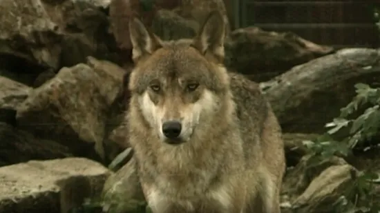 Vukovi im godinama kolju stoku, a odštete koje dobivaju su smiješne: 'Imamo ozbiljan problem'