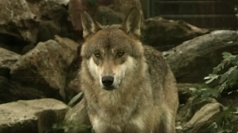 Vukovi im godinama kolju stoku, a odštete koje dobivaju su smiješne: 'Imamo ozbiljan problem'