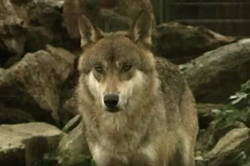 Vukovi im godinama kolju stoku, a odštete koje dobivaju su smiješne: 'Imamo ozbiljan problem'