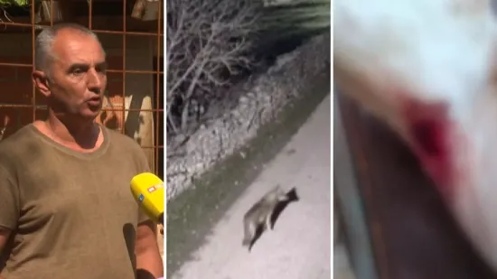 Vukovi kolju, kaos s odštetama: I ovaj stočar bio meta zvijeri - nevjerojatno je što su mu rekli!