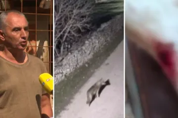Vukovi kolju, kaos s odštetama: I ovaj stočar bio meta zvijeri - nevjerojatno je što su mu rekli!