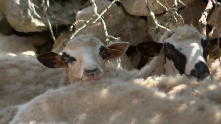 Vukovi zaklali stado, stočar bijesan: Ima pse čuvare i snimke, a odšteta nikakva!