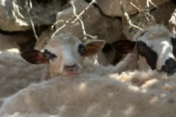 Vukovi zaklali stado, stočar bijesan: Ima pse čuvare i snimke, a odšteta nikakva!
