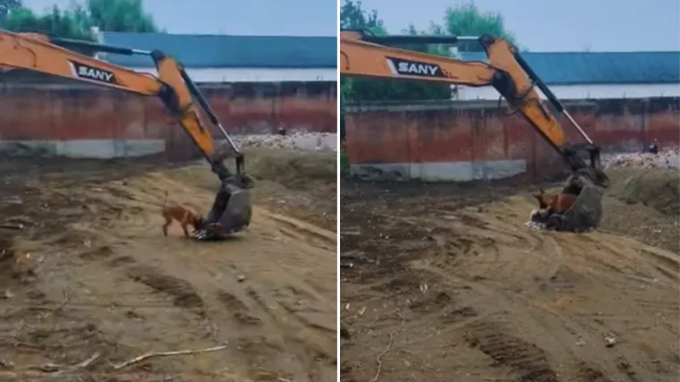Psić je neprekidno lajao na bager, a ono što je napravio kada se stroj zaustavio osvojilo je internet