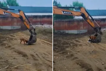 Psić je neprekidno lajao na bager, a ono što je napravio kada se stroj zaustavio osvojilo je internet