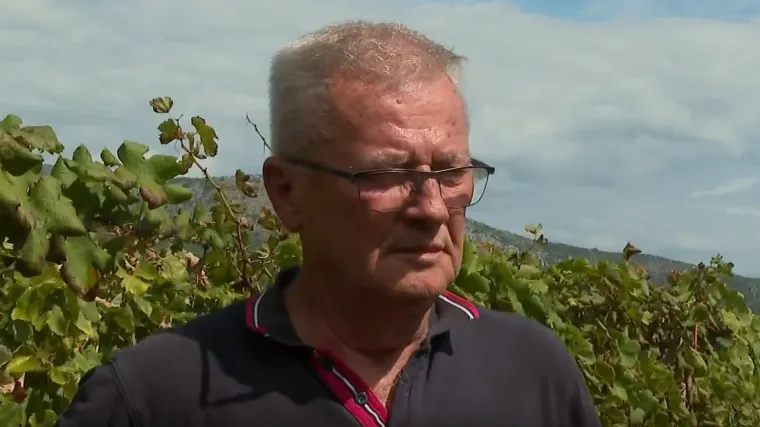 Propada više od 100 tona grožđa u Vrgorcu: 'Iduće godine gasim OPG, a razlog je samo jedan...'