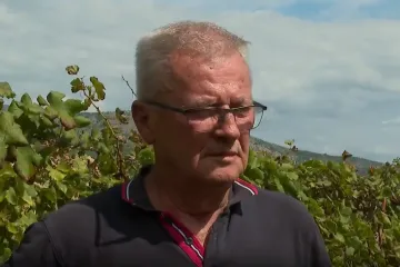 Propada više od 100 tona grožđa u Vrgorcu: 'Iduće godine gasim OPG, a razlog je samo jedan...'