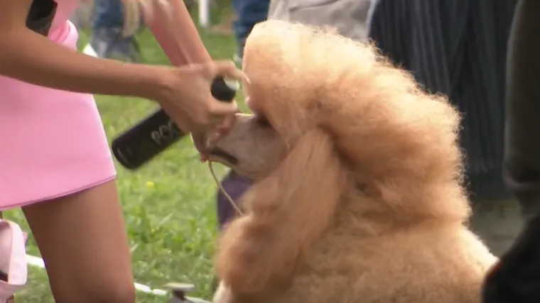 Najslađe njuške prodefilirale Osijekom: 'To je trajna i neraskidiva veza još od pećine'