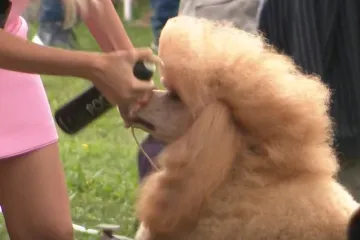 Najslađe njuške prodefilirale Osijekom: 'To je trajna i neraskidiva veza još od pećine'