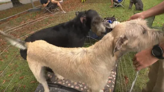 Više od 2000 pasa sudjelovalo na izložbi u Osijeku! Stigao i najviši pas na svijetu