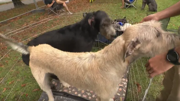 Više od 2000 pasa sudjelovalo na izložbi u Osijeku! Stigao i najviši pas na svijetu