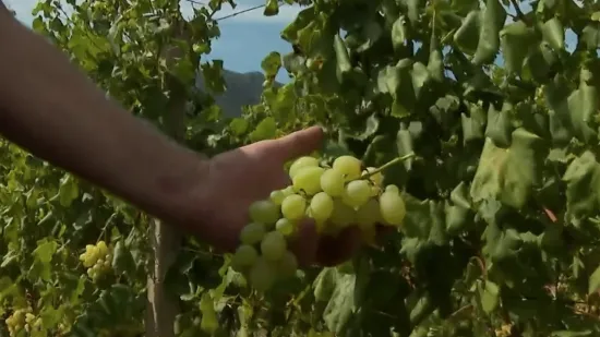 Davor prodao svega 500 kila od pet tona, a urod odličan: 'Nemamo se kome obratiti'