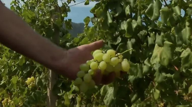 Davor prodao svega 500 kila od pet tona, a urod odličan: 'Nemamo se kome obratiti'