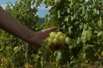 Davor prodao svega 500 kila od pet tona, a urod odličan: 'Nemamo se kome obratiti'