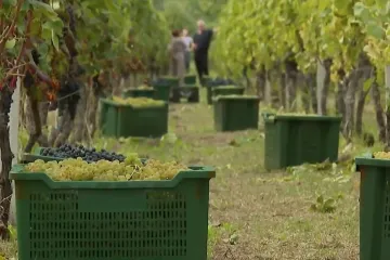 Urod nikad veći, a kupaca nema: 'Evo ja sad molim ministra da pošalje inspekcije'