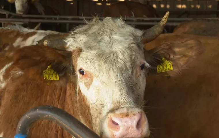 Proizvodnja u Hrvatskoj umire, ostajemo li bez vrijedne namirnice? 'Mladi se time ne bave'
